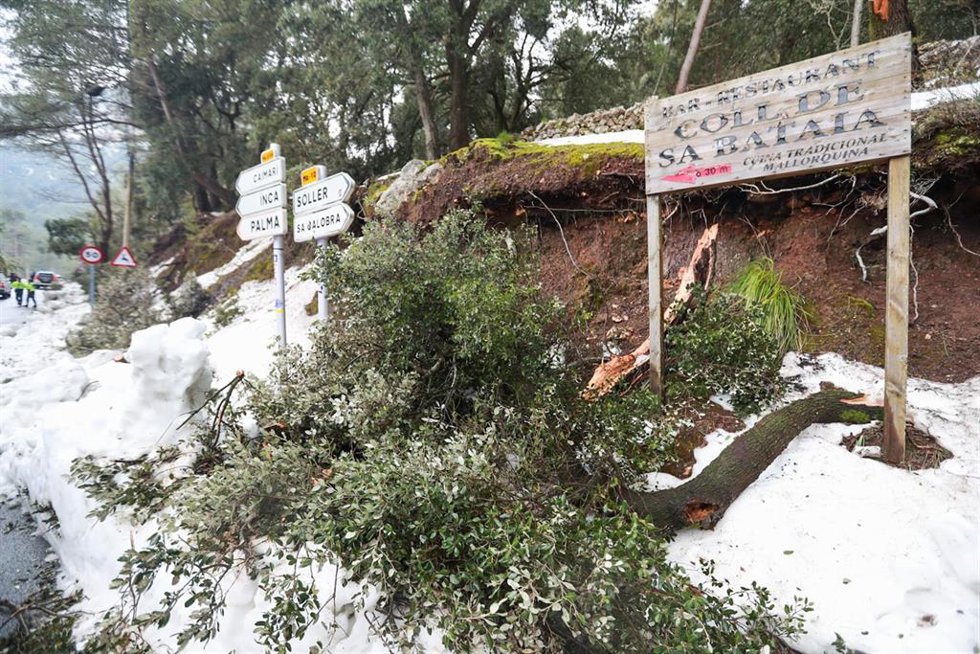 Archivo - Carreteras y árboles afectados por una nevada en Mallorca.