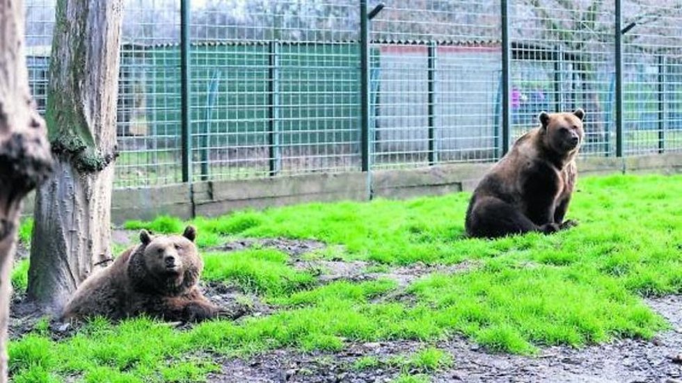 Pacma acusa al Ayuntamiento de León de dar una vida indigna a los osos Luna y Ponderoso en el Coto Escolar .