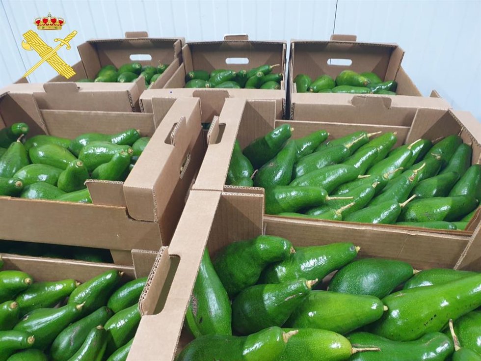 Aguacate intervenido en la isla de Tenerife por la Guardia Civil