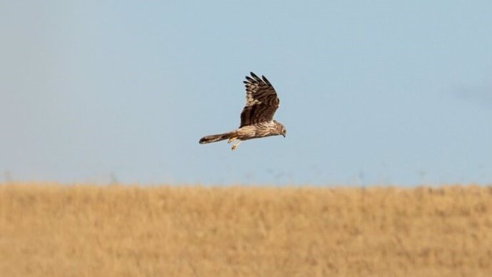 Ejemplar de aguilucho cenizo