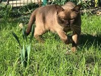 Torrent calienta motores para la Exposición Felina Internacional