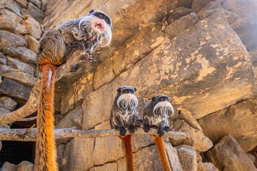 Tití emperador en Bioparc Fuengirola