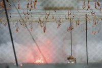 Compromís pide recuperar las 'mascletaes' descentralizadas de Fallas y "acercarlas" a las zonas afectadas por la dana