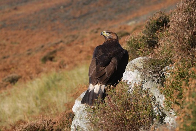 Archivo - SEO/BirdLife critica la instalación de proyectos energéticos en espacios de alto valor ambiental