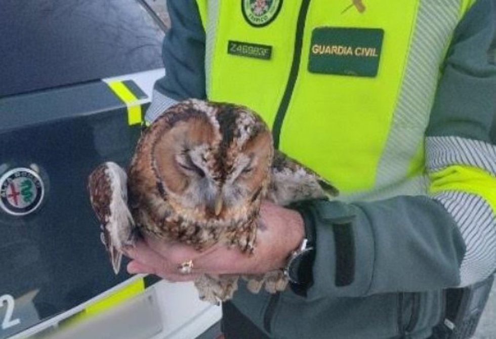 El ave auxiliada por los agentes de la Guardia Civil.