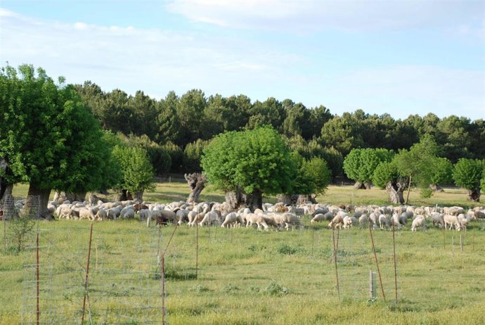 Archivo - Oveja Castellana