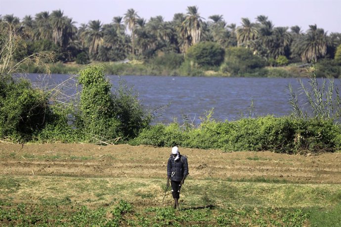 Archivo - DONGOLA, Dec. 1, 2024  -- A Sudanese farmer walks in his farm in Tomnar village of Dongola, Sudan, Nov. 30, 2024. Farmers in Sudan's Northern State are busy with agricultural production work as the winter farming season comes.    The devastating