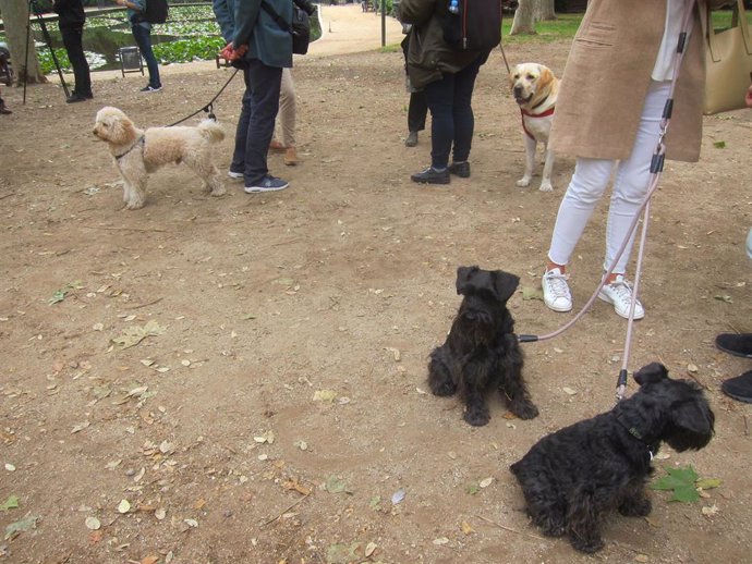 Archivo - Imagen de archivo.- Vecinos con perros en Barcelona, el 10 de mayo de 2017.