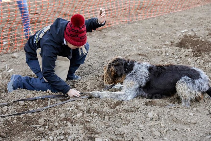 Leticia Sopena y Boira, una 'deutsch drahthaar', encuentran una de las trufas ocultas durante el V Concurso Nacional de Perros Truferos de la Sierra del Moncayo