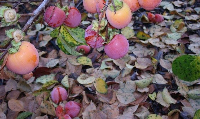 Archivo - Asaja defiende el uso del fungicida Mancozeb para combatir enfermedades como la mancha foliar en el caqui.