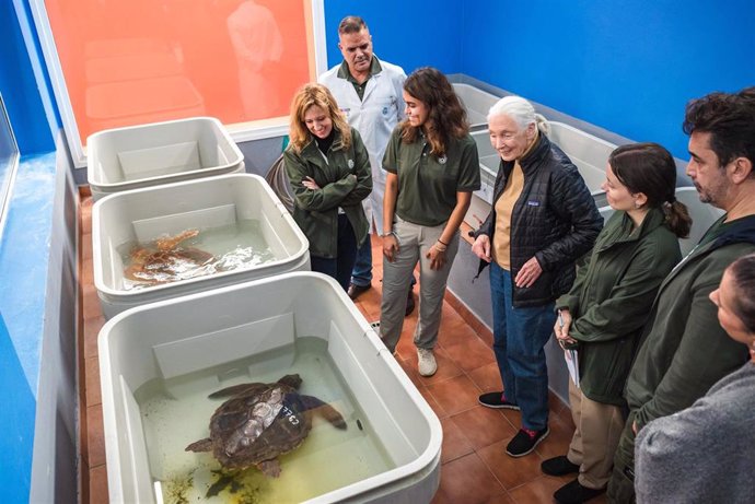 Unas tortugas se recuperan en el centro La Tahonilla del Cabildo de Tenerife