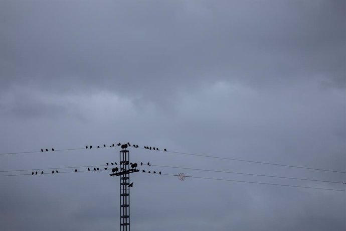 Archivo - Imatge de recurs d'uns ocells en una torre elèctrica