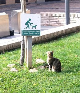 Las Actuaciones Más Habituales En 2024 Han Sido Las Relativas A Gatos, Con Un 52%.