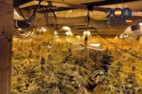 Tres detenidos al desmantelar una plantación de marihuana en una nave industrial de La Línea (Cádiz)