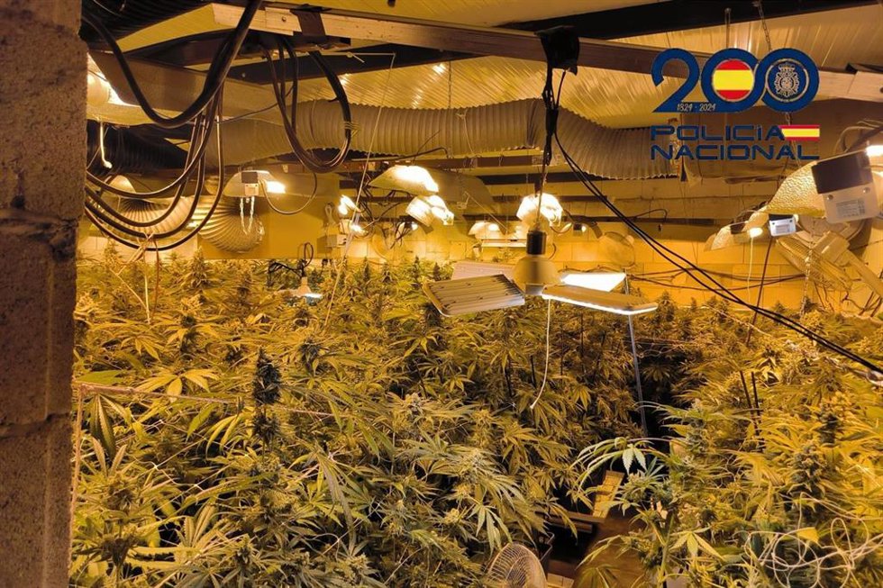 Plantación de marihuana desmantelada en La Línea de la Concepción (Cádiz)