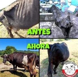 Vacas decomisadas que serán devueltas a su propietario