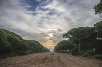 PSOE-A pide parar con la "tala indiscriminada" de árboles en el Parque Natural de La Breña en la provincia de Cádiz