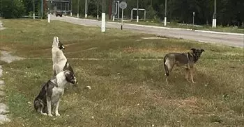 Diferencias genéticas de los perros de Chernóbil no son por la radiación