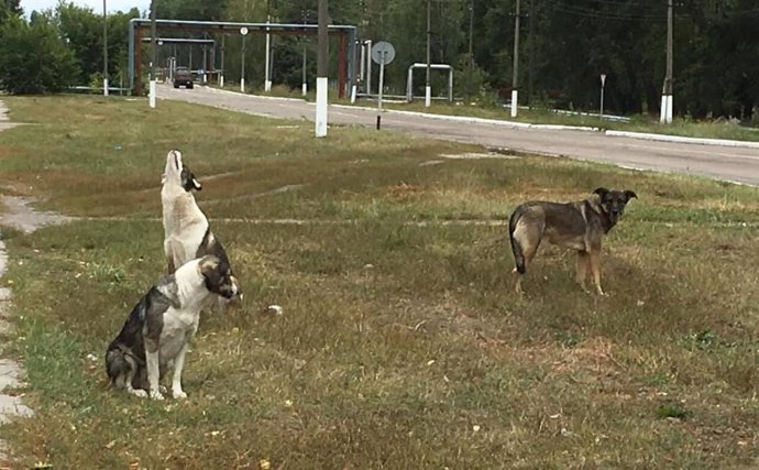 Perros que habitan en la zona de Chernóbil