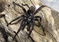 Solución a la 'crisis de identidad' de la araña más letal de Australia