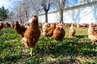 El Govern no autoriza la macrogranja avícola de Sineu