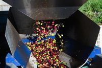 Unión de Uniones pide convocar una sectorial del aceite ante los posibles movimientos especulativos