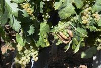 La producción de vino en España se incrementa un 11,6% hasta final de noviembre