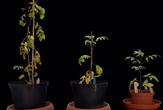 Plantas de tomate genéticamente idénticas cultivadas en tres entornos diferentes. La condición de control representa un suelo bueno y sin hacinamiento (que representa el momento en que los seres humanos cultivaron las plantas y las alimentaron y regaron).