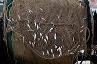 Andalucía se reúne este miércoles con Planas para "demandar fondos y paliar pérdidas" del sector de la pesca de arrastre