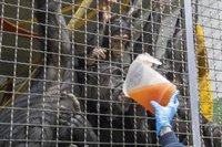 Bioparc Valencia activa el protocolo extraordinario para garantizar el bienestar de los animales ante la ola de frío