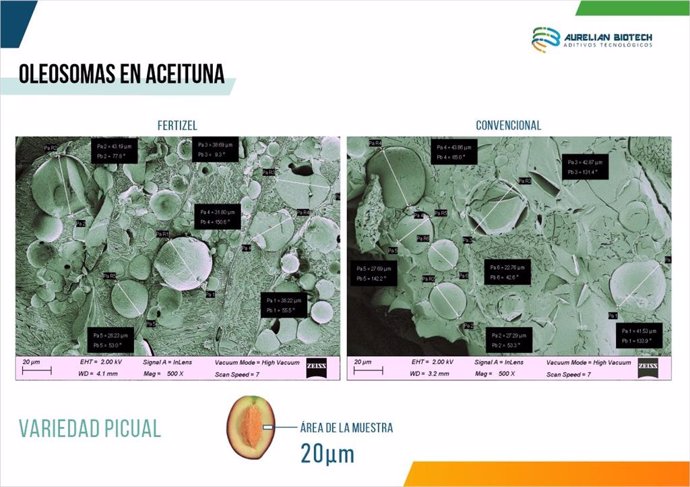 Oleosomas variedad Picual – Vista escala 20 micras