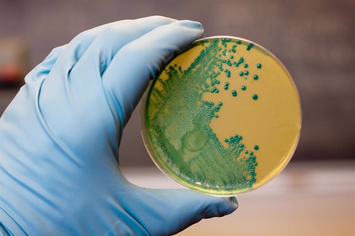 Listeria monocytogenes que crece en una placa de agar.