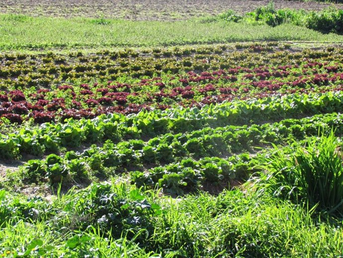 Imagen de campos de cultivo.