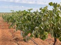 UPA C-LM pide que se ponga en marcha cuanto antes la campaña de arranque de viñedos como medida extraordinaria