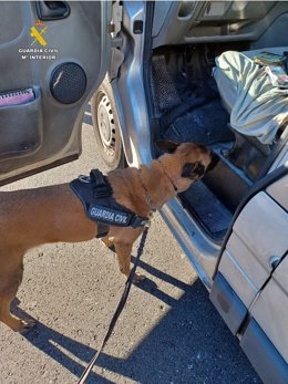 El perro adiestrado de la Guardia Civil, en plena inspección del vehículo sospechoso