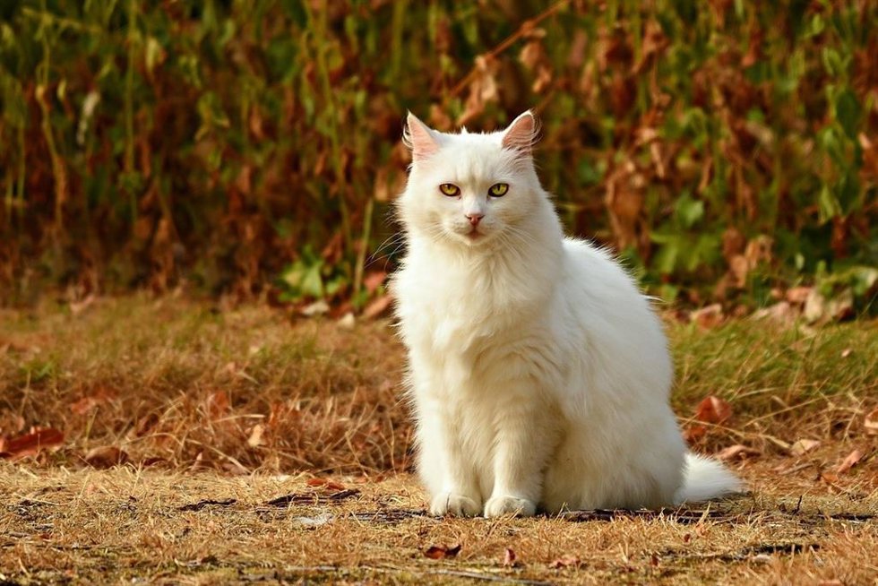 Gato