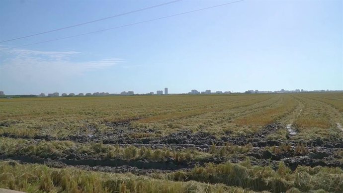 Orgull d l'Horta es projectarà en la Nau