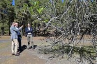 El Gobierno de Canarias prepara un plan estratégico de recuperación de la higuera y el almendro en El Hierro