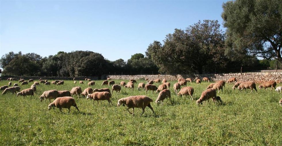 Archivo - Ovejas en el campo.