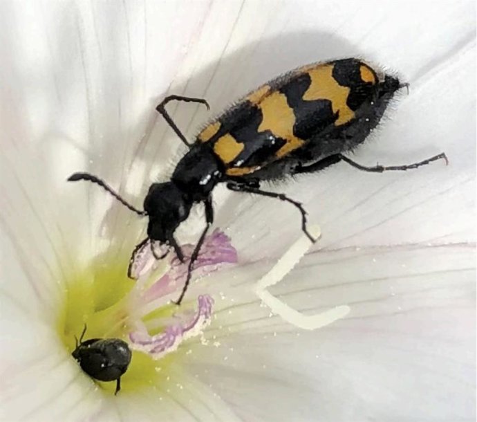 Mylabris nevadensis.