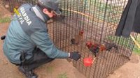 Localizado un criadero ilegal de gallos combatientes con 136 ejemplares