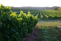 Aragón destina 5,5 millones en 2025 a mejorar la transferencia de conocimiento al sector agroalimentario