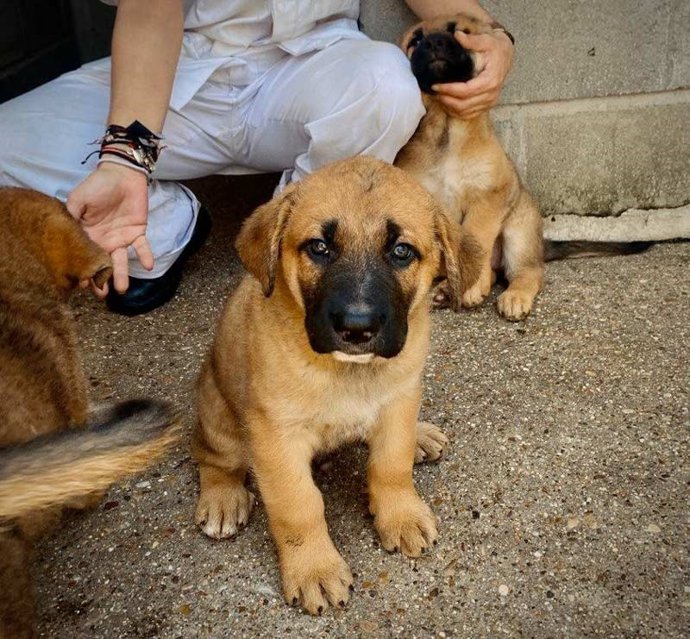 Archivo - Perro, adopción