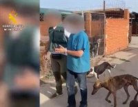 Guardia Civil investiga a un hombre tras hallar tres cadáveres de perros y 11 en malas condiciones en Cadalso