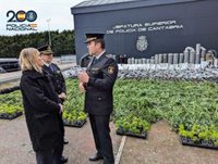 Intervenidos 113 kilos de plantas de marihuana en Torrelavega y Liébana cuyo valor superaría los 427.000 euros