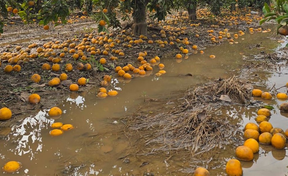 Archivo - Explotaciones agrarias afectas por la riada