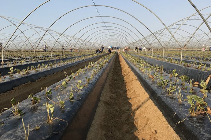 Archivo - Trabajadores en un campo de Huelva en una imagen de archivo.