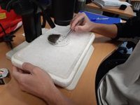Un equipo de investigadores detecta por primera vez el virus Sindbis en mosquitos del suroeste de España
