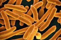 La familia de la mujer muerta en Córdoba tras una intoxicación dice que el local sirvió todo el menú salvo dos tartas