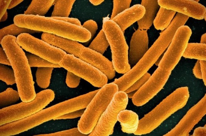 Archivo - Imagen microscópica de la bacteria E. Coli, que se investiga.